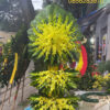 Lẵng hoa 02